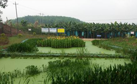 勐捧村、曼种村、景坎村、勐哈村环境连片整治项目顺利竣工验收